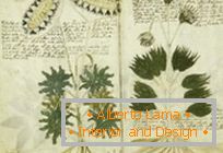 Tajomný rukopis Voynicha