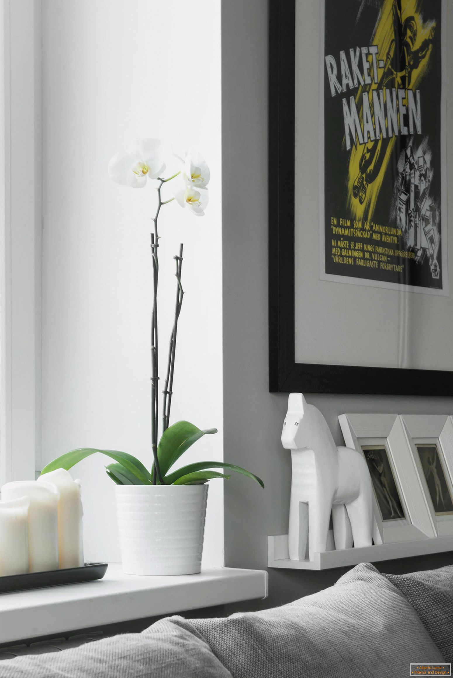 Orchid v obývacej izbe v štúdiu