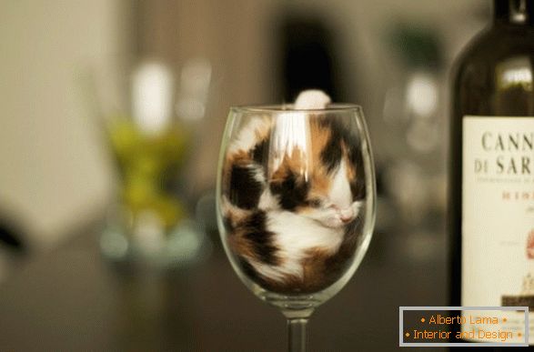 Mačiatko vo pohári vína