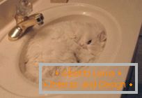 10 Dôkaz, že mačky sú tekuté