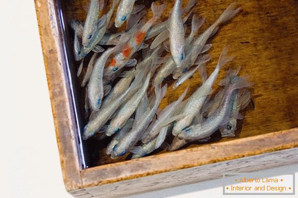 Neobvyklé obrázky rýb od umelca Riusuke Fakeori