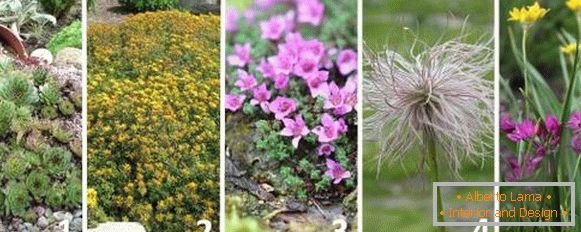 Najlepšie rastliny pre alpský snímok - fotografie a mená