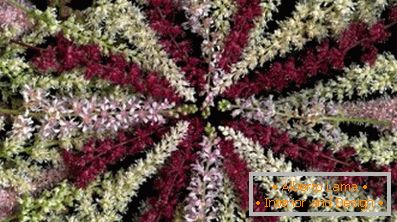 Astilba japončina a čínština: odrody a vlastnosti