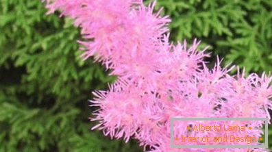 Astilba japončina a čínština: odrody a vlastnosti