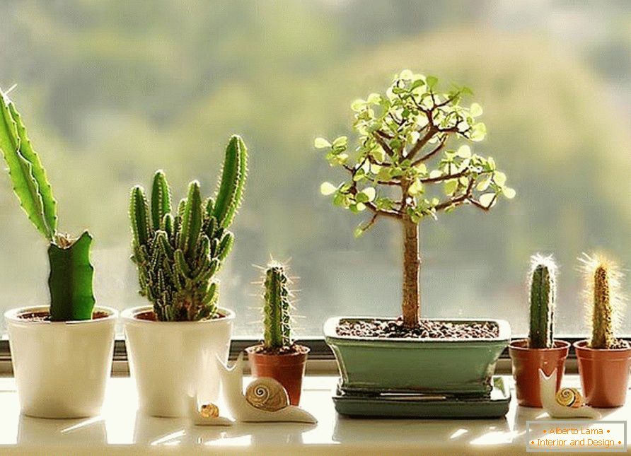 Kaktusy na okne
