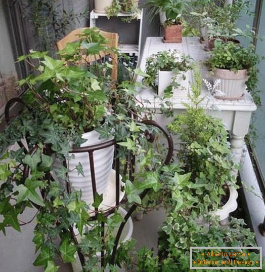 Malá záhrada на маленьком балконе
