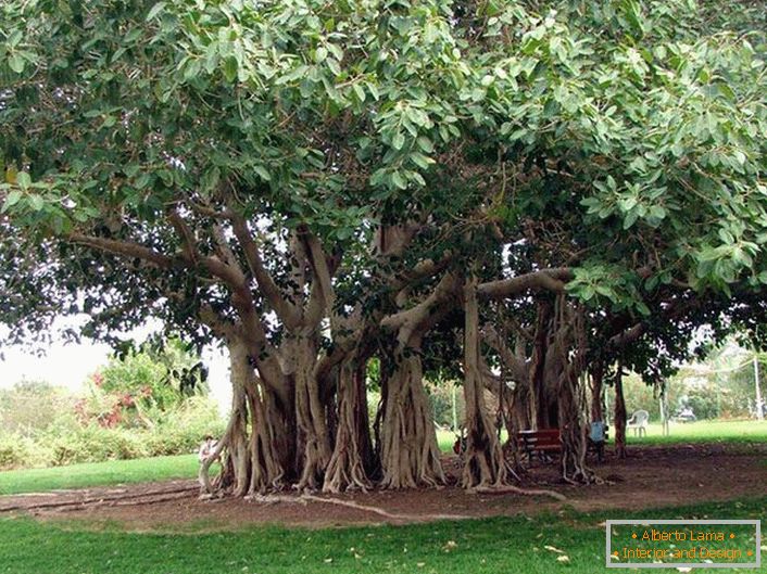 Bengálsky fikus je strom z rodiny Tutov, rastie v teplých krajinách Indie, Thajska, Srí Lanky a Bangladéša. Za priaznivých podmienok alebo z človeka, bengálsky fikus dosahuje obrovské rozmery kvôli klesajúcim vzdušným koreňom z vodorovných kmeňov stromu. Korene padnú dole a ak nie vosku zakorenia, dávajú stromu rozšíriť sa v šírke. Obvod koruny takého stromu môže dosiahnuť 600 metrov.