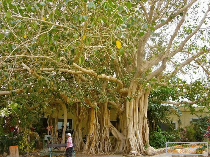 V Thajsku je fikus považovaný za posvätný strom a ako symbol je zobrazený na ramenách krajiny.