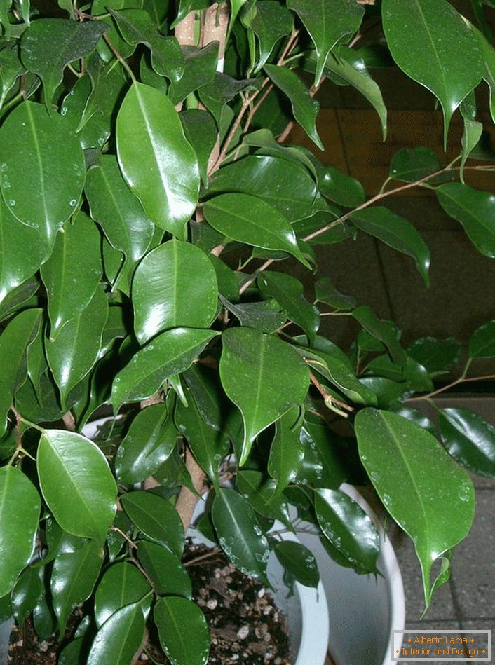 Ficus Benjamin. Treelike rastlina, od ktorej milovníci starostlivo tvoria bonsaje (umenie rastúcich trpaslíkov na dekoratívne účely).