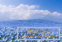 Hypnotické modré polia v Hitachi-Seaside Park, Japonsko
