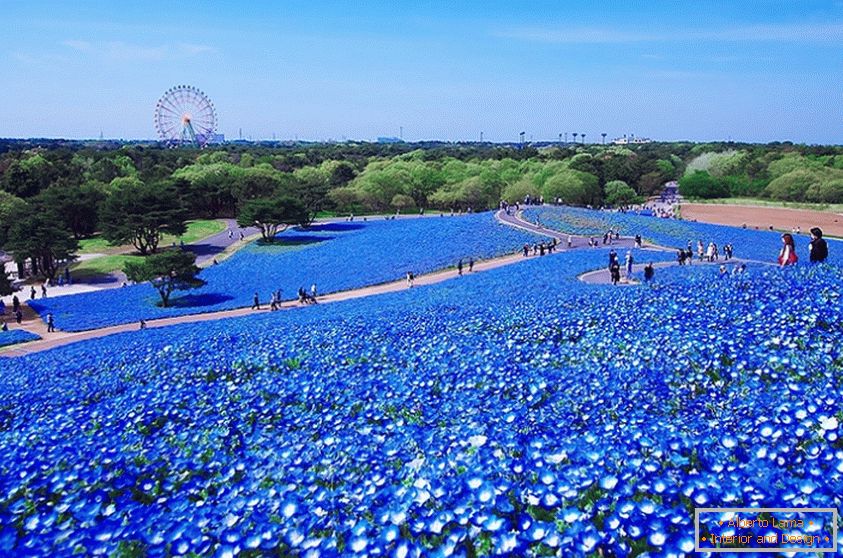 Fascinujúce kvetinové pole v japonskom parku