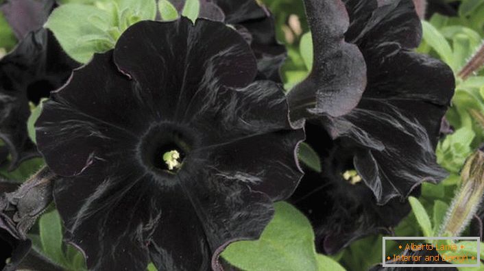 Petunia aristokrat čiernej farby Black Velvet.