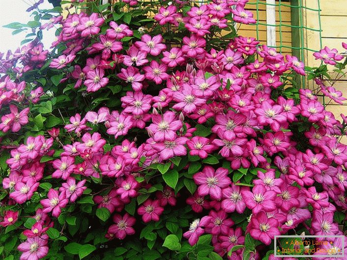 Clematis jasne ružová farba zdobí roh vily. Obľúbená kvetina moderného letného obyvateľstva. 