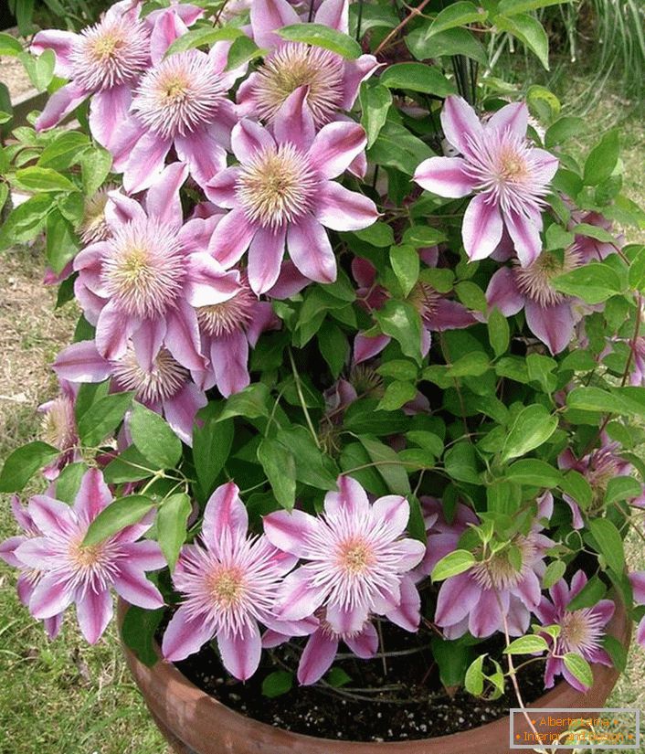 Clematis triedi Nelly Moser.