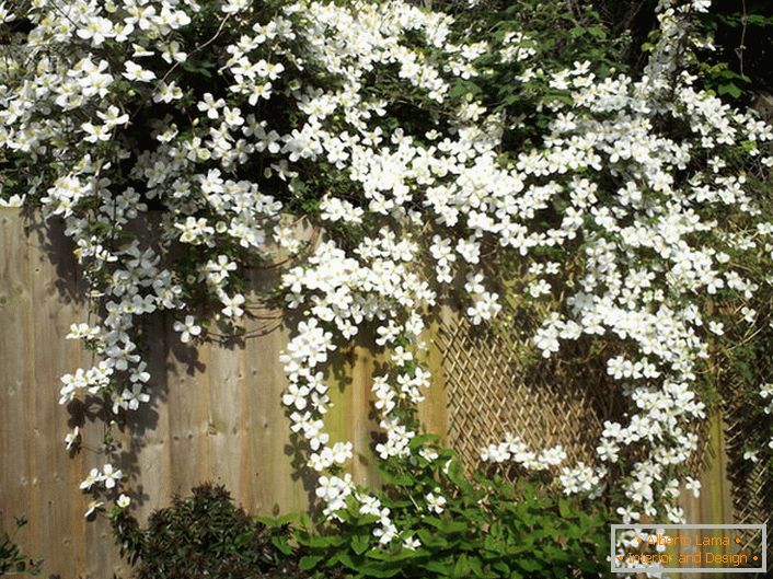 Clematis kvety sú biele na záhrade plot.