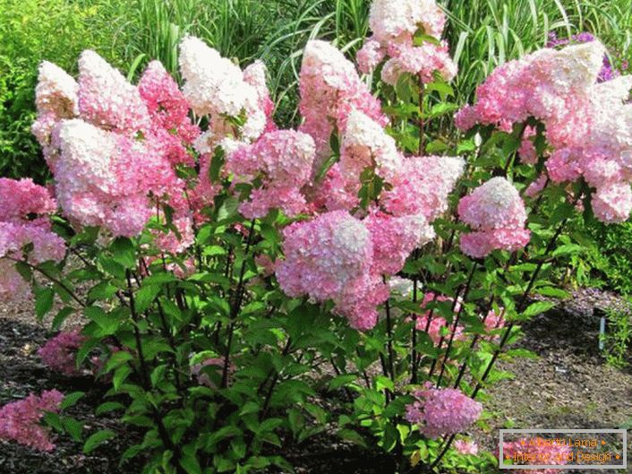 Letní obyvatelia oceňujú hortenziu pre svieže kvitnutie s veľkými púčikmi.