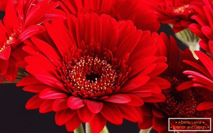 Jasné červené kvety gerbery