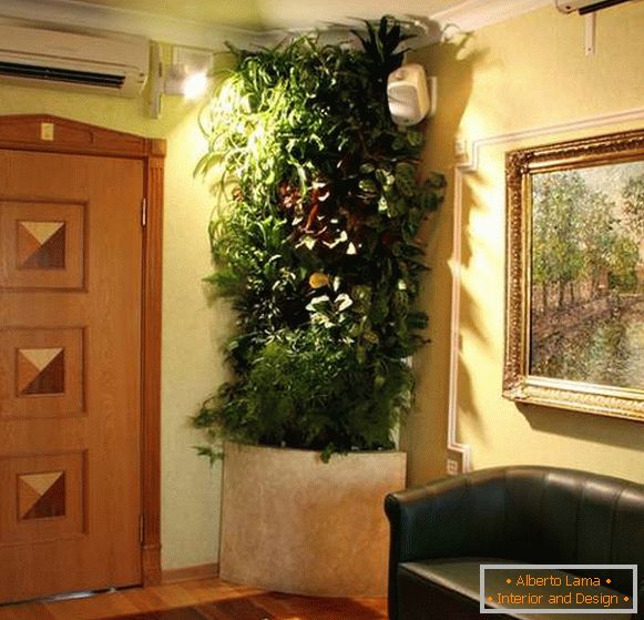 pôvodné izbové rastliny v interiéri chodby, foto 11