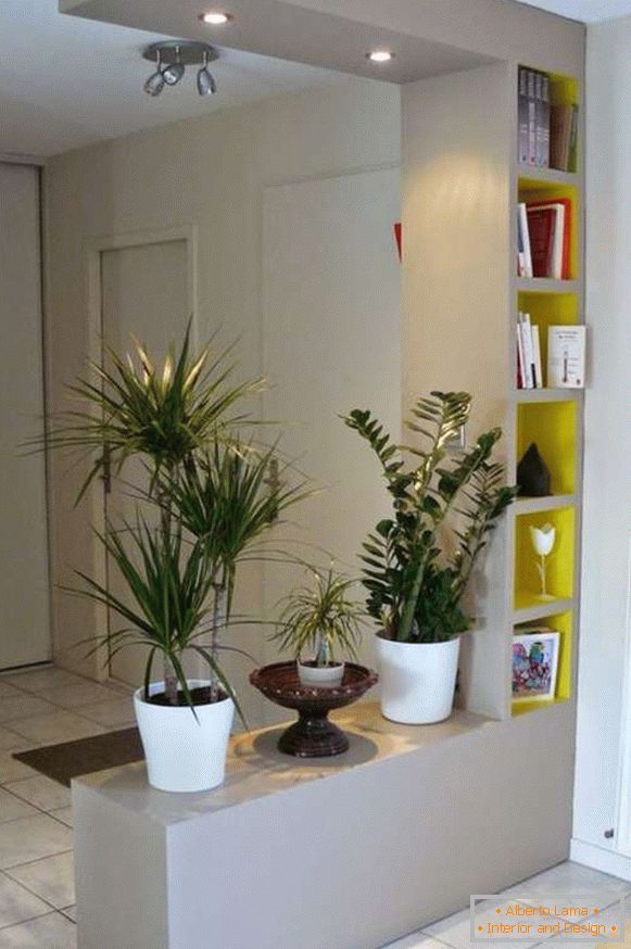 pôvodné izbové rastliny v interiéri chodby, foto 13