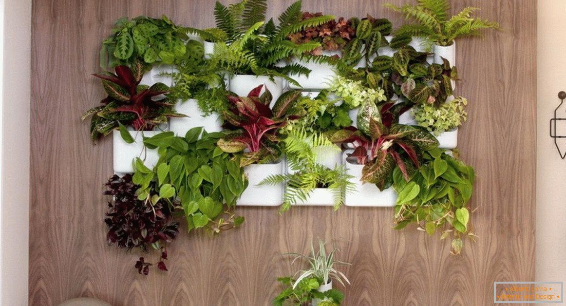 Interiérové ​​rastliny v interiéri