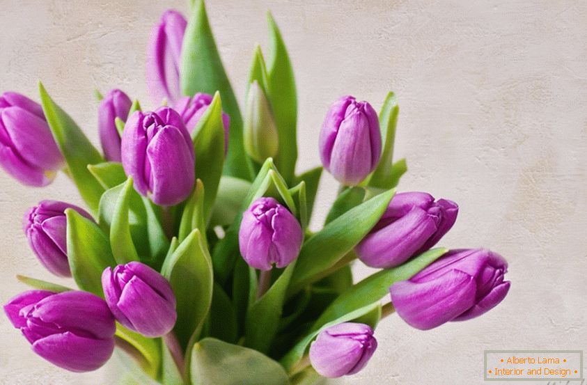 Kytica fialových tulipánov