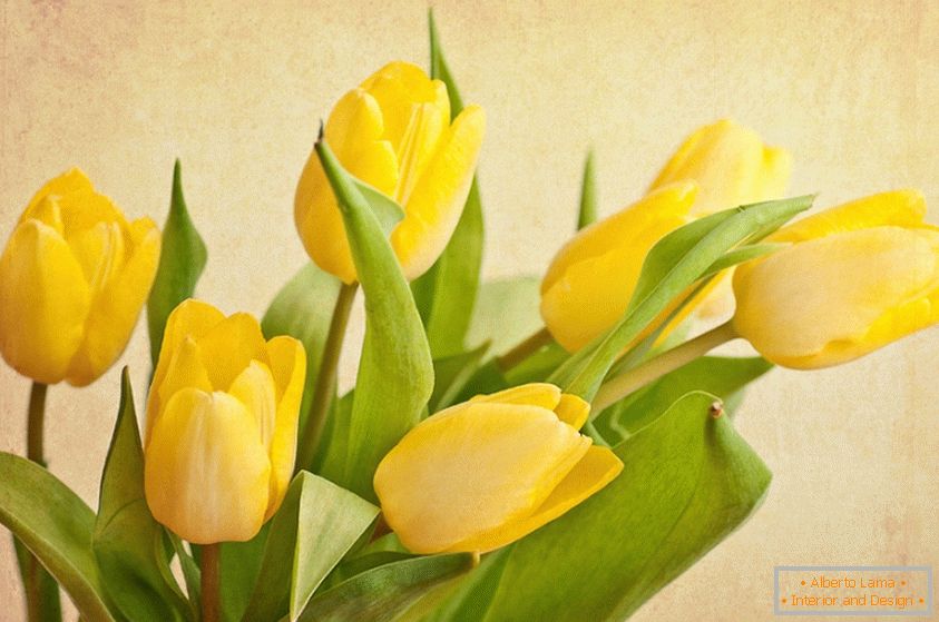 Kytica žltých tulipánov
