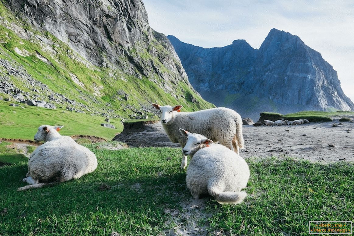 Stádo oviec v horách Nórska