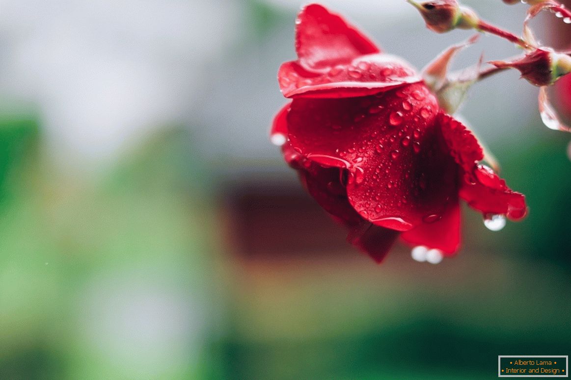 Ruža po daždi