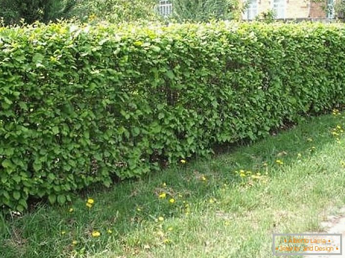 Na vytvorenie prirodzeného živého plotu sa používajú špiráše (tavolga), kurilový čaj (cattail), čučoriedka a dogrose.