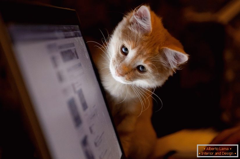 Mačka sa pozerá na monitor