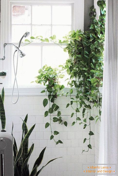 Rastliny v dizajne kúpeľne