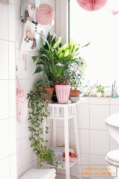Rastliny v kúte kúpeľne