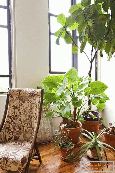 krytý растения за креслом