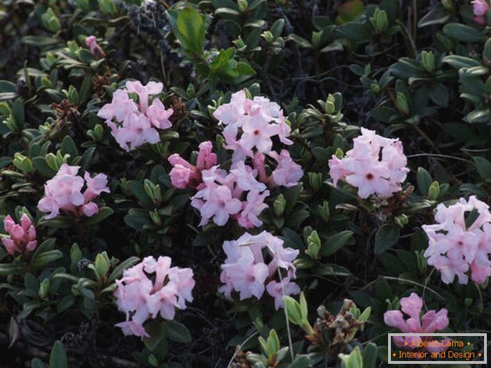 Kvitnúce rododendron