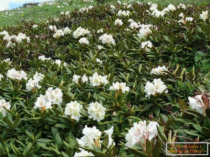 Rhododendron na Kaukaze
