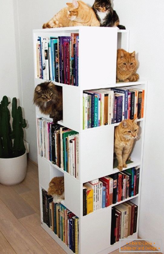Regály pre mačky в книжном стеллаже