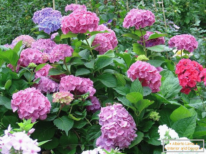 Záhradná hydrangea s puzdrom klasického tvaru. Príkladom dobre upravenej kvetiny.