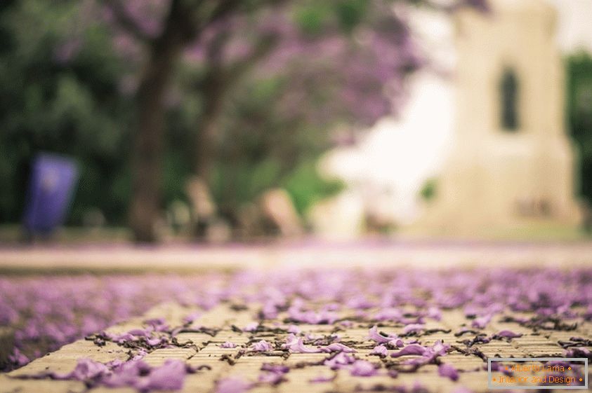 Lilac okvetné lístky na asfalte