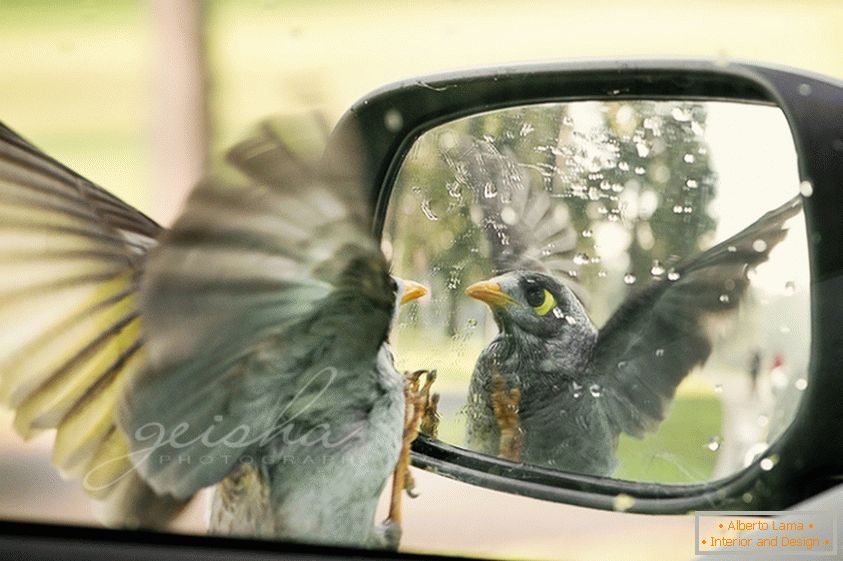 Vták vyzerá v bočnom zrkadle auta