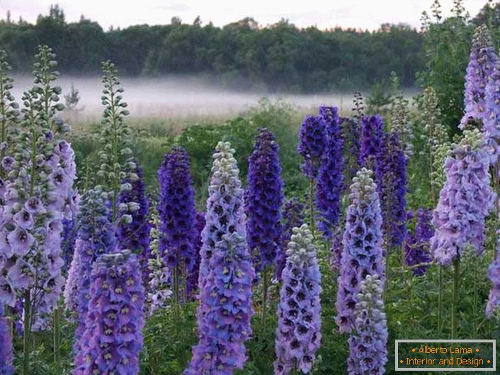 Voľne rastúci delphinium