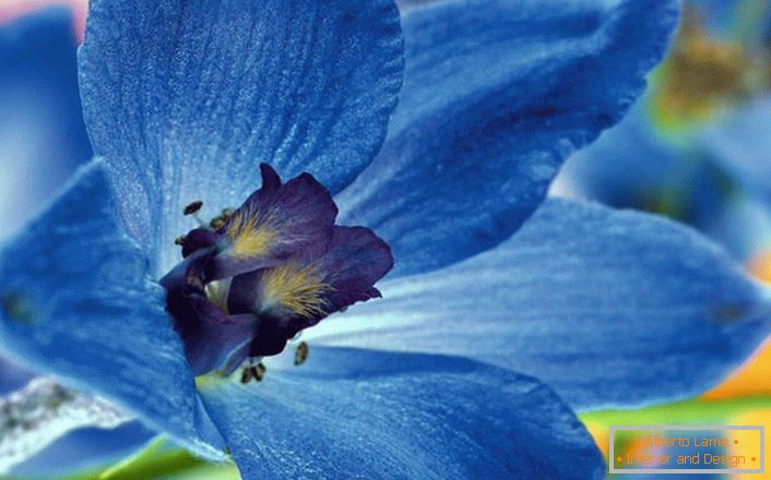 Delphinium kvet detailné