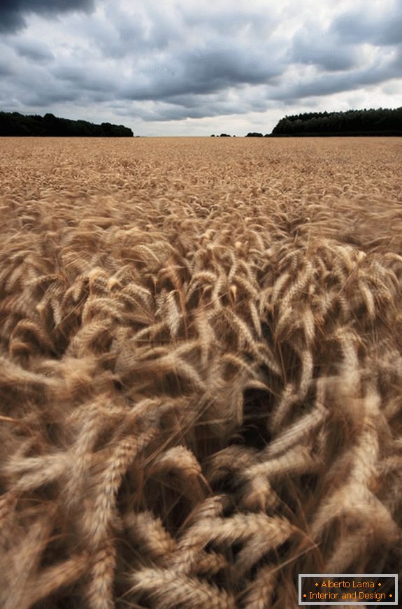 Zamračené počasie po pšeničnom poli