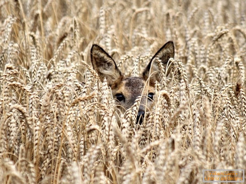 Jeleň medzi pšenicou