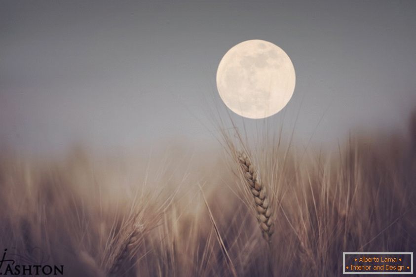 Mesiac v pozadí pšenice