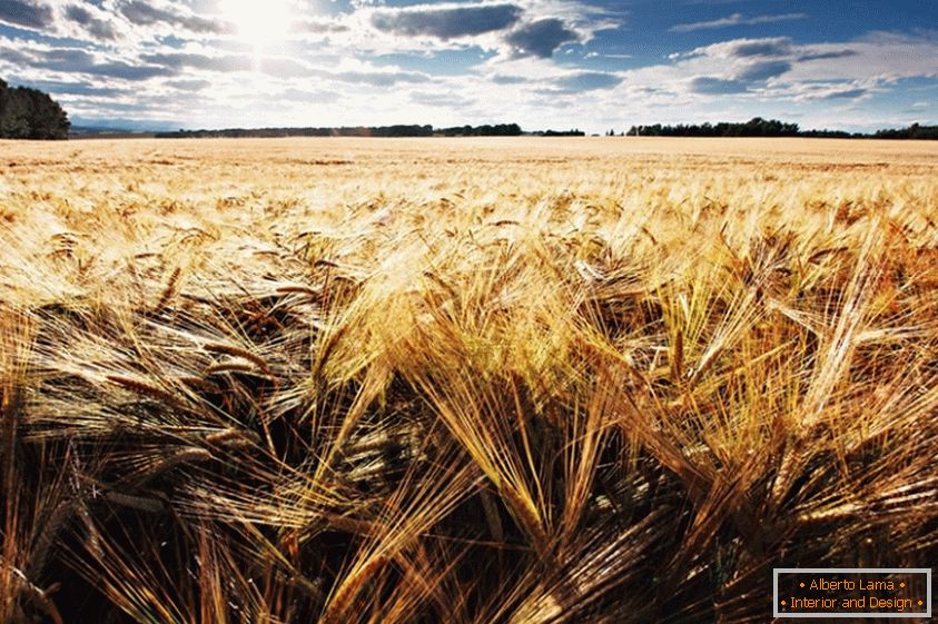 Pšeničné pole, fotograf Jonathan Coe