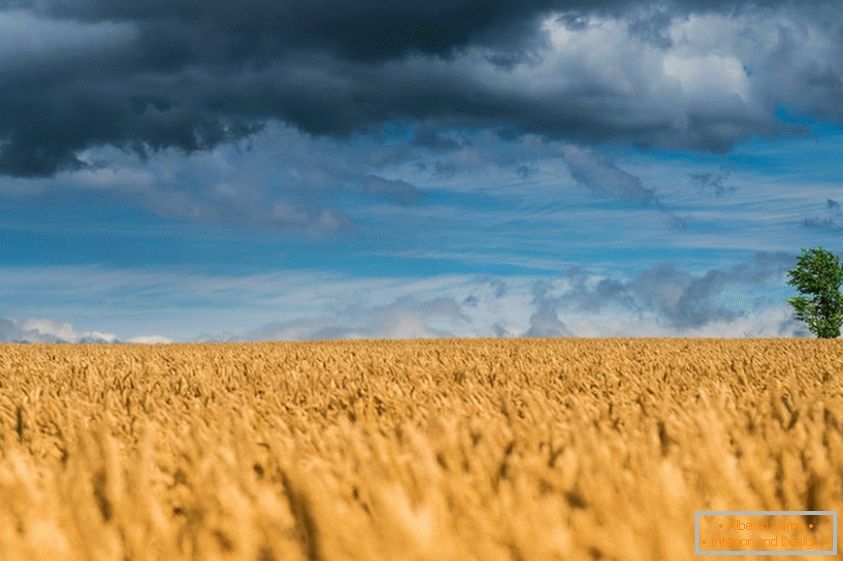 Nádherné fotografie pšeničných polí