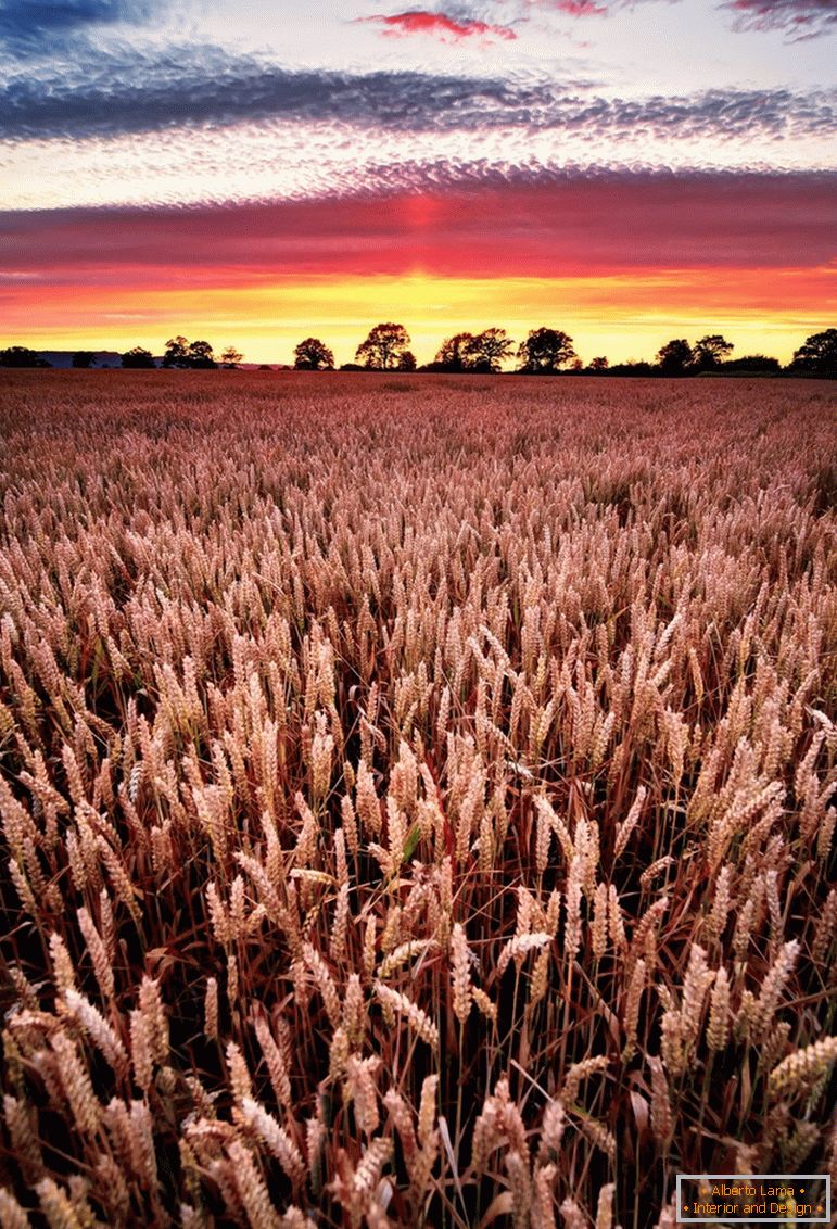 Západ slnka na pšeničné pole, fotograf Joe Daniel Price