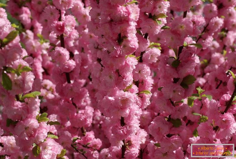 Kukurica mandle odkazuje na krásne kvitnúce. Mandľová trojlôžková ružová pena.
