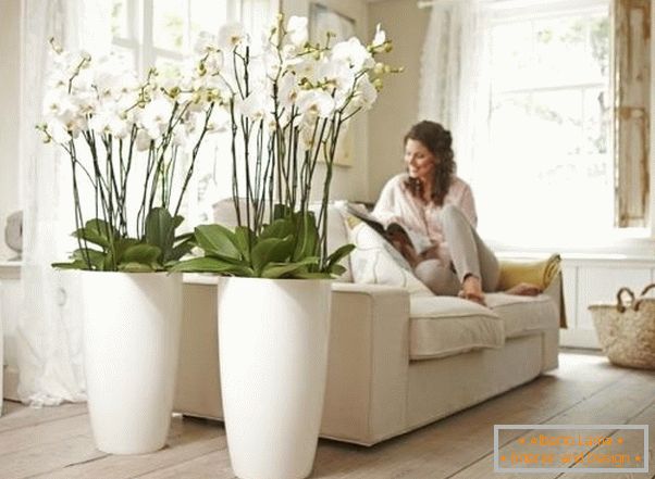 Interiérové ​​rastliny v obývacej izbe